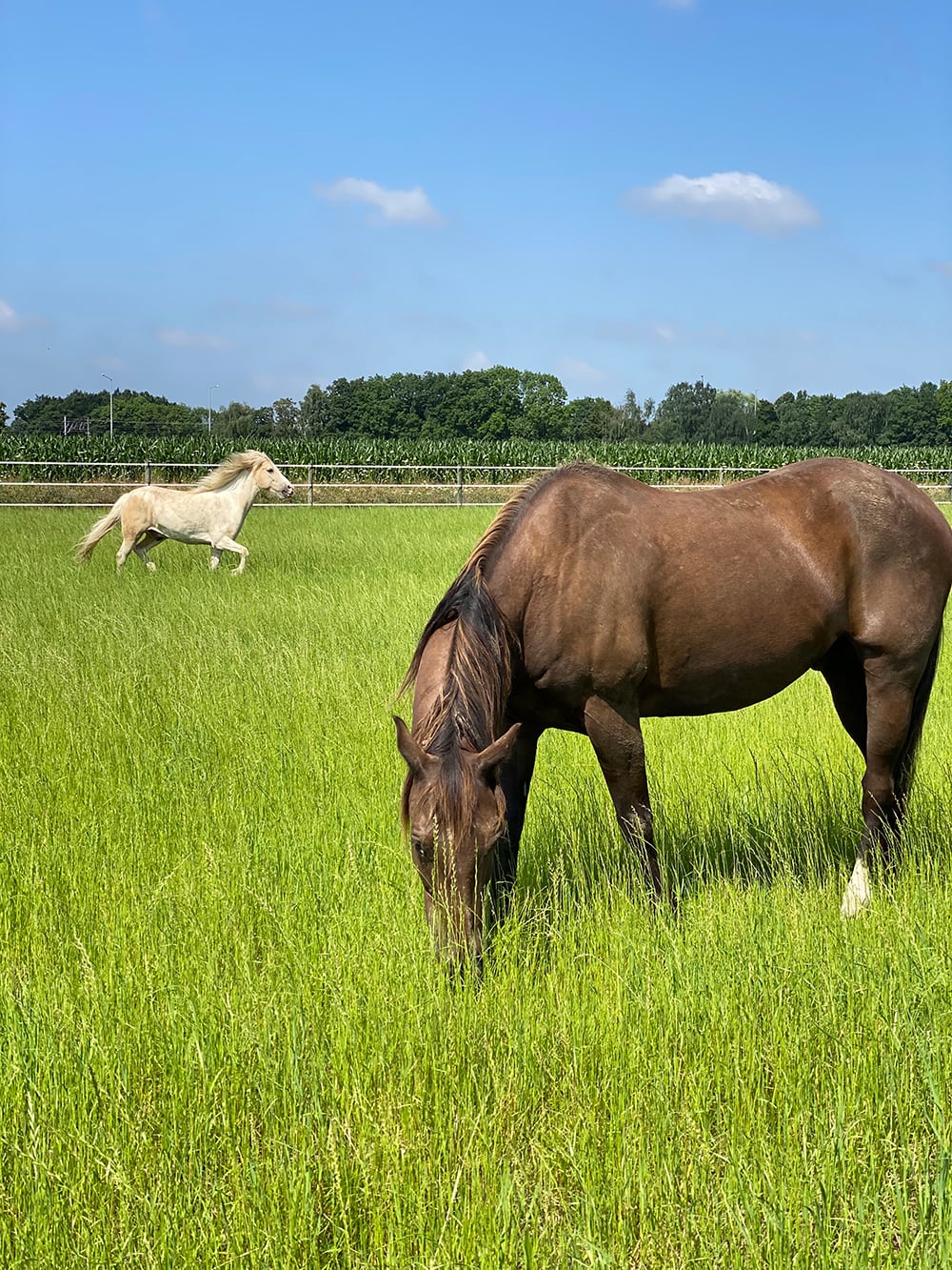 horse-blue-skyjpg